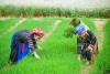 Thái Nguyên: Ban hành định mức mới xác định hộ đồng bào dân tộc thiếu đất sản xuất